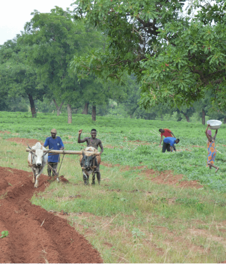 Farmers ploughing field with oxen in foreground and harvesting crops in background.